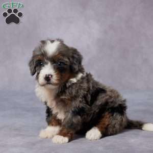 Cici, Mini Bernedoodle Puppy
